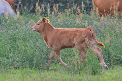 2023-08-07-18-00-56_mnerenz