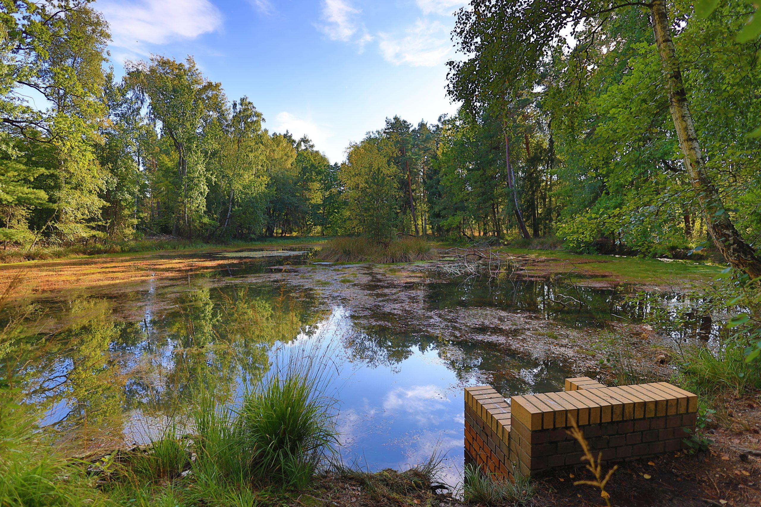 Schafteich im Calauer Stadtwald